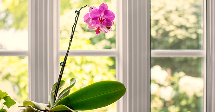 flower with window